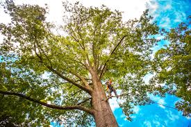 Best Commercial Tree Services  in Monette, AR