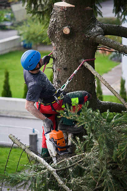 How Our Tree Care Process Works  in  Monette, AR